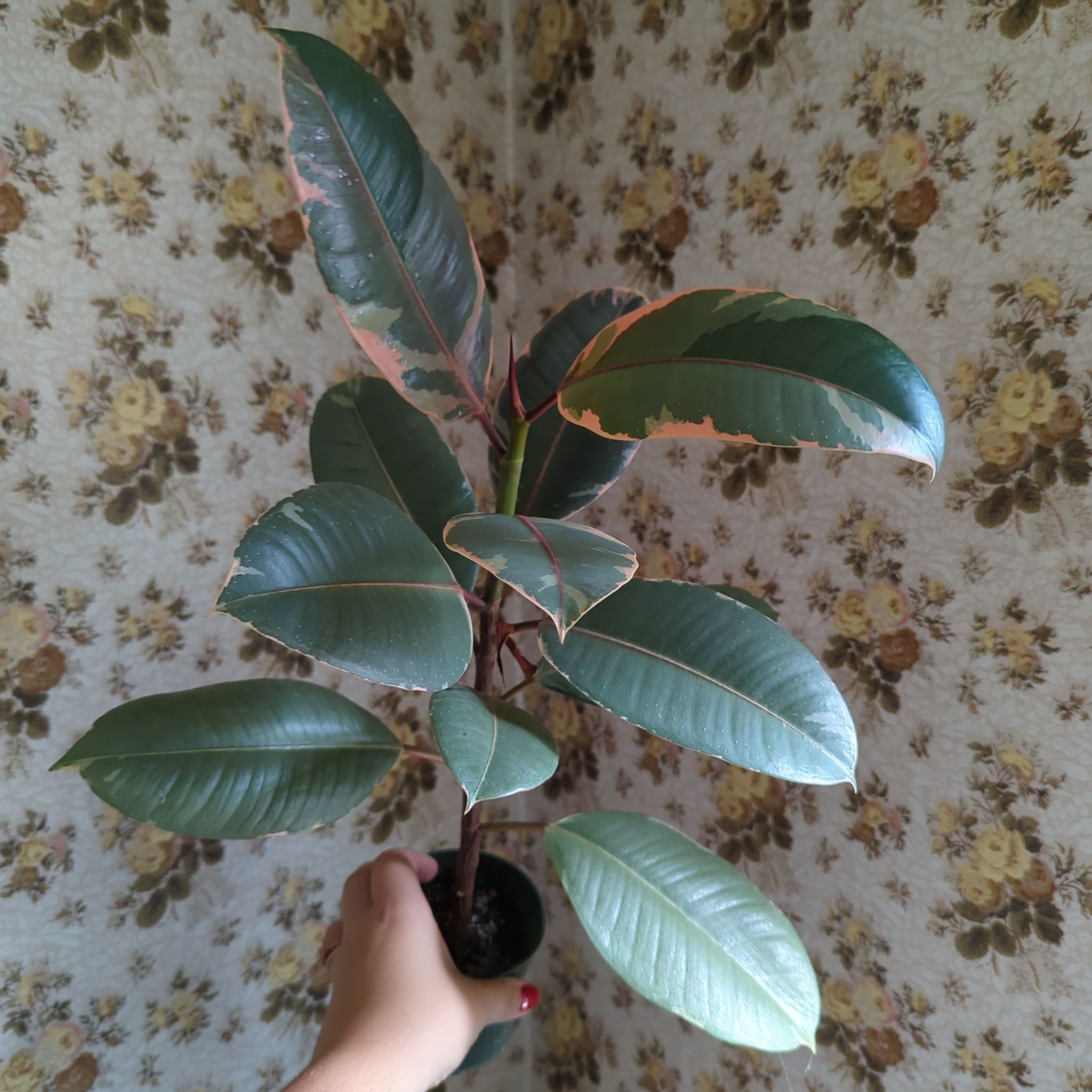 Ficus - Ruby