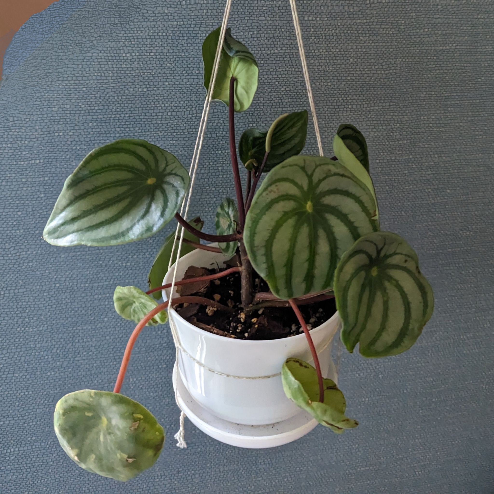 Peperomia - "Watermelon Seeds"