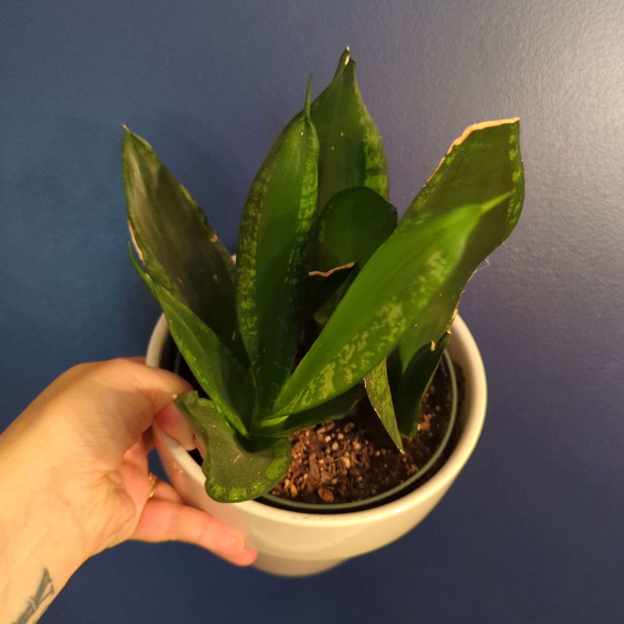 Snake Plant - Whitney