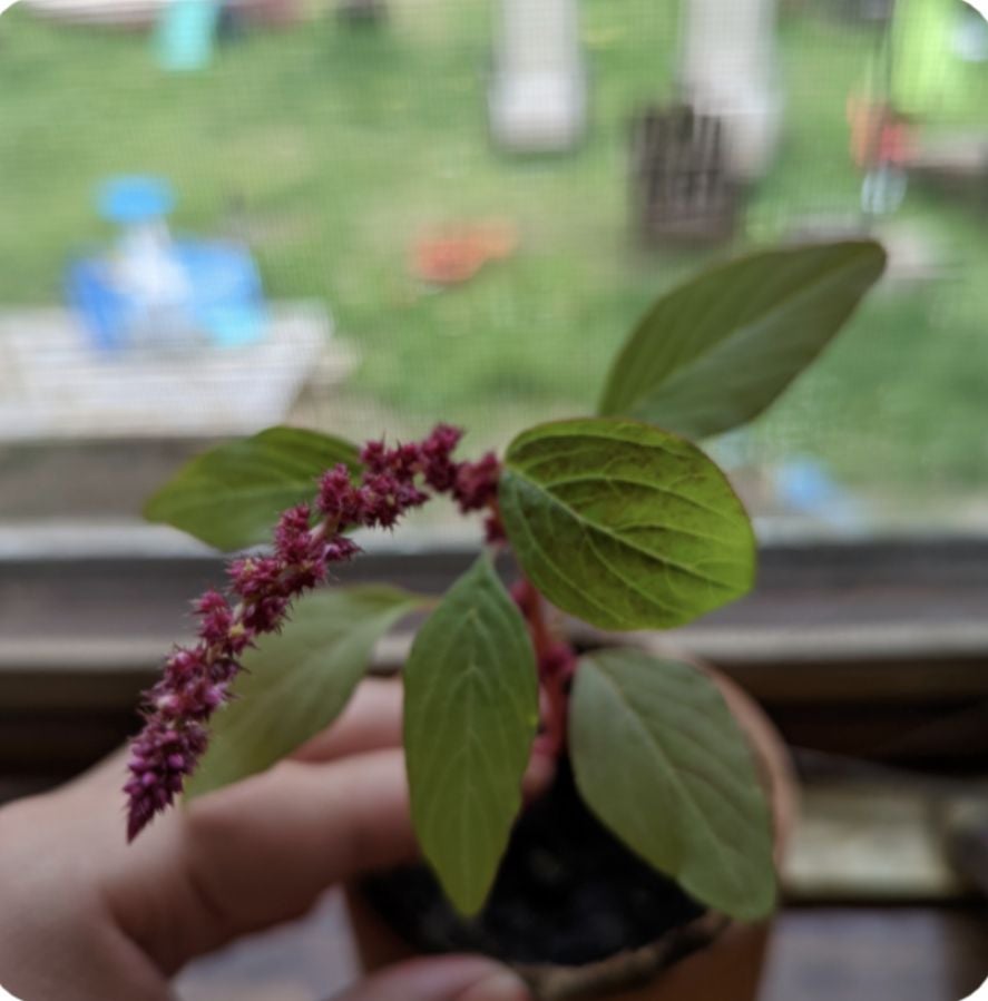 Amaranth 'Green Thumb' How Much Water & Light Does it Need to Thrive?