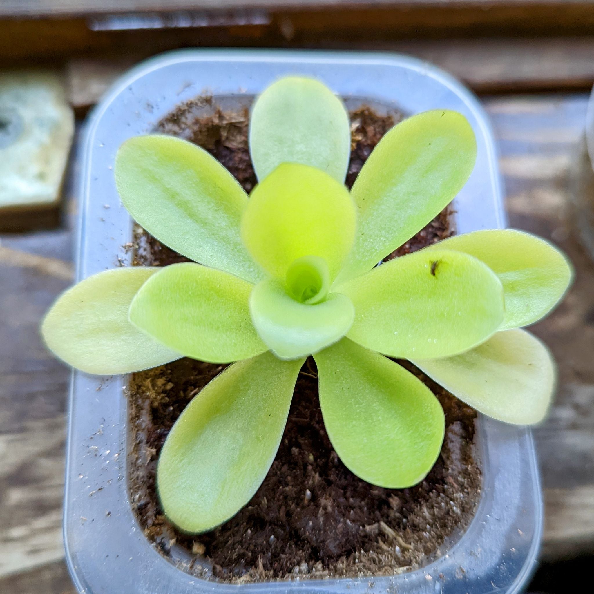 Giant Butterwort Plant Care Water, Light, Nutrients Greg App 🌱
