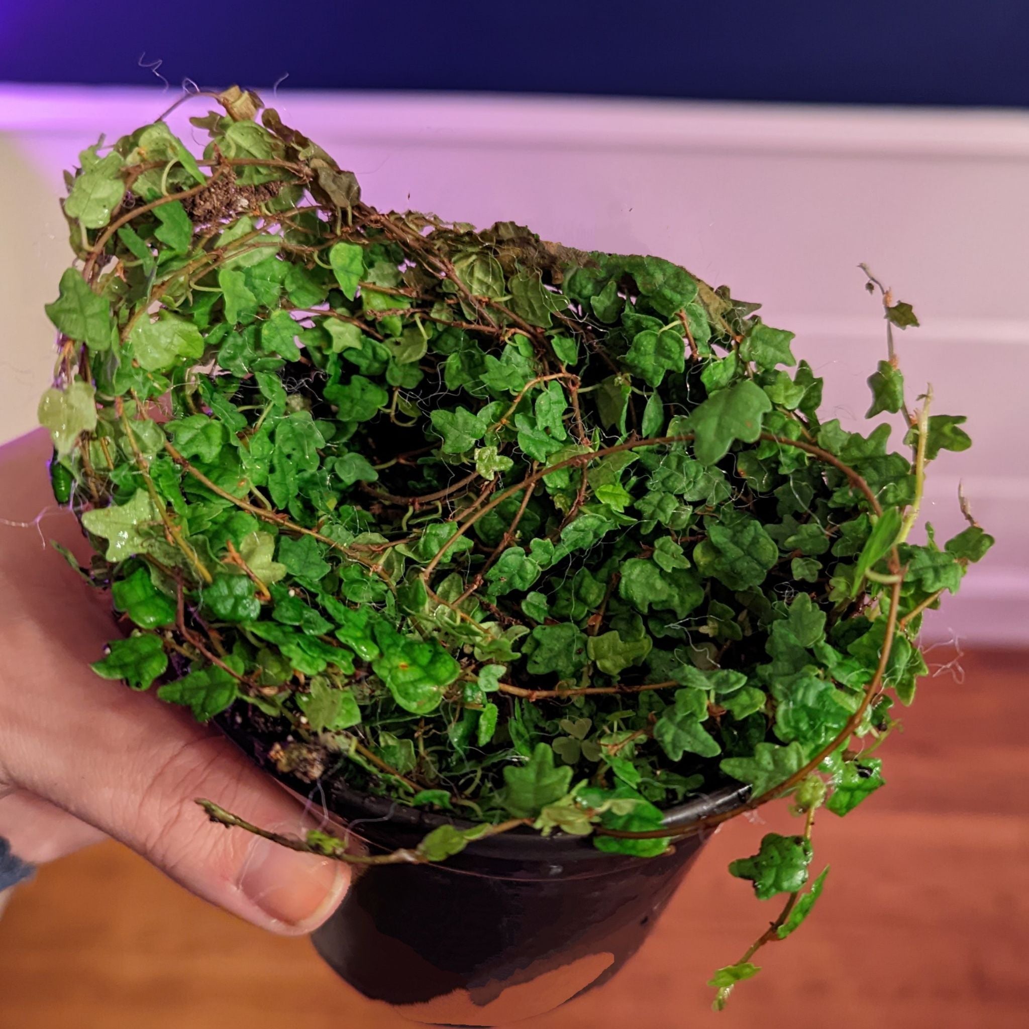 Why You Shouldn’t Eat Ficus sinuata 🍈