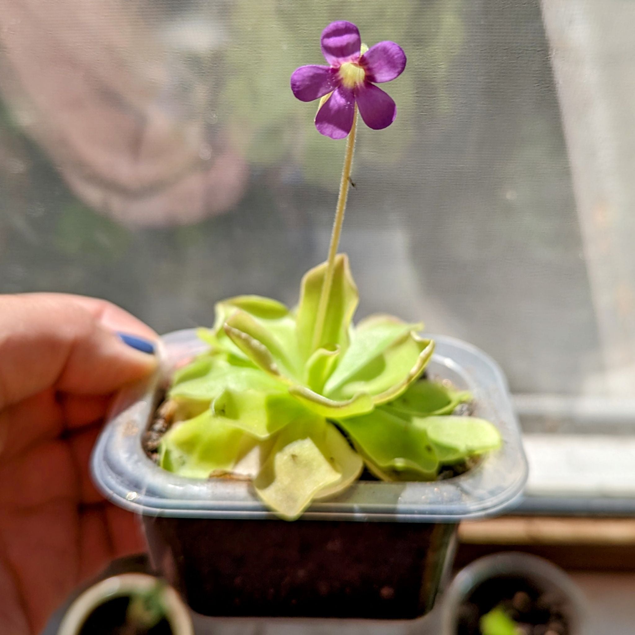 The Complete Mexican Butterwort Plant Care Guide Water, Light & Beyond