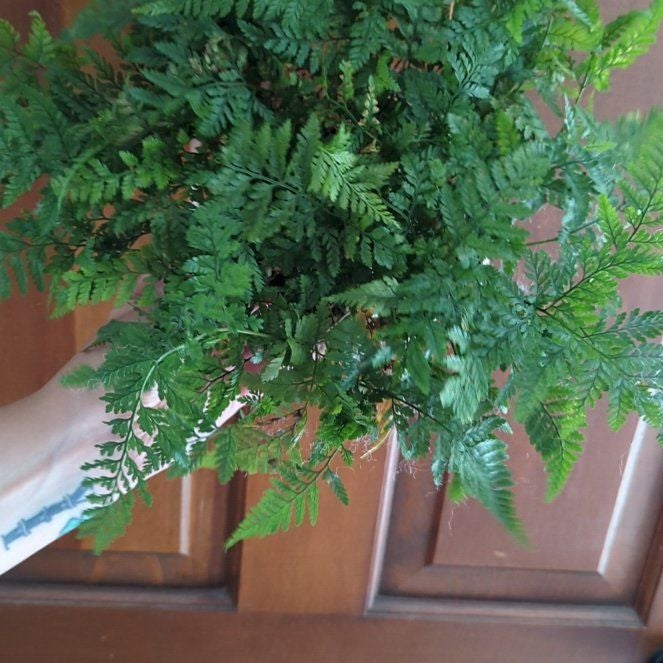 Fern - Rabbit's Foot