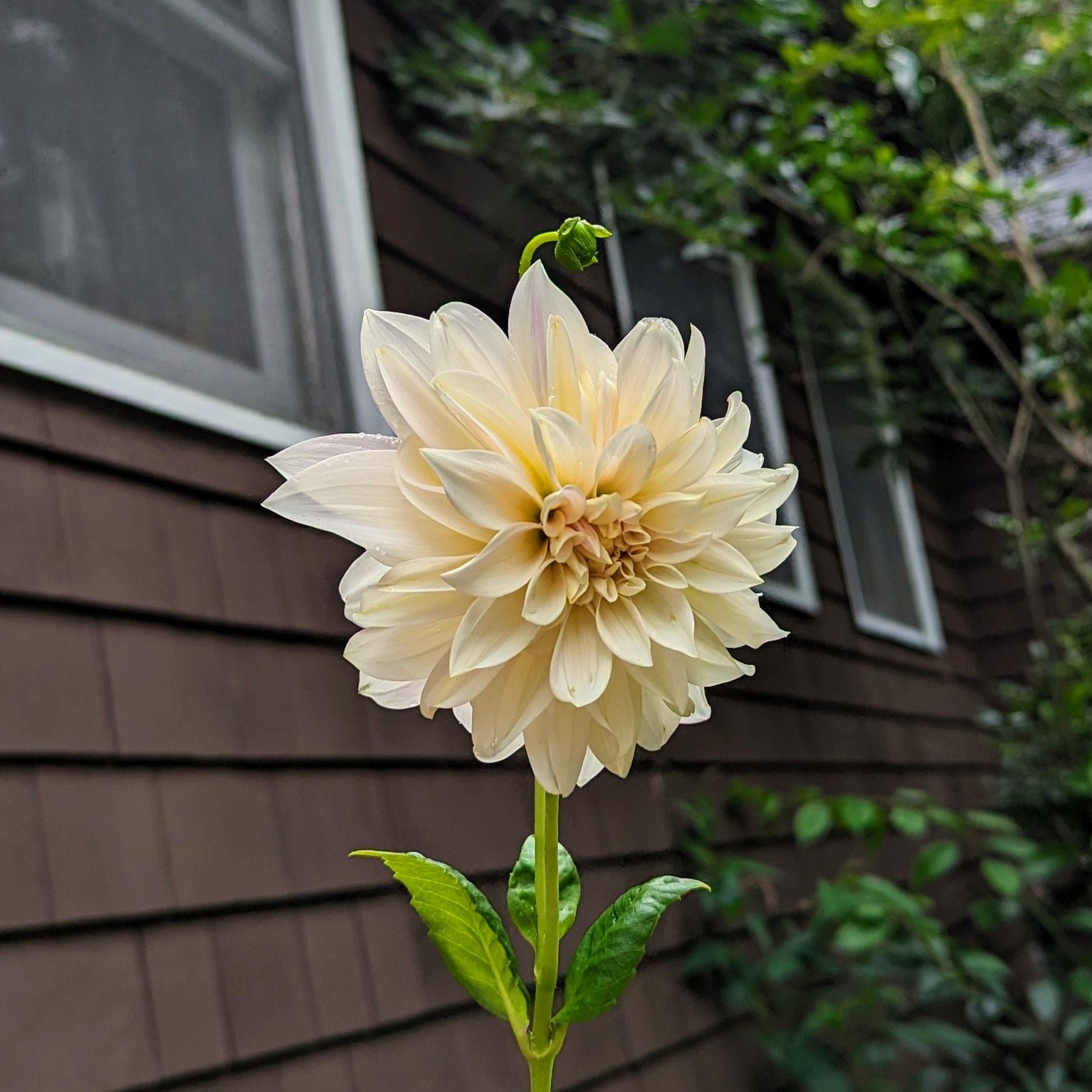 Why Are There Brown Spots on My Garden Dahlia?