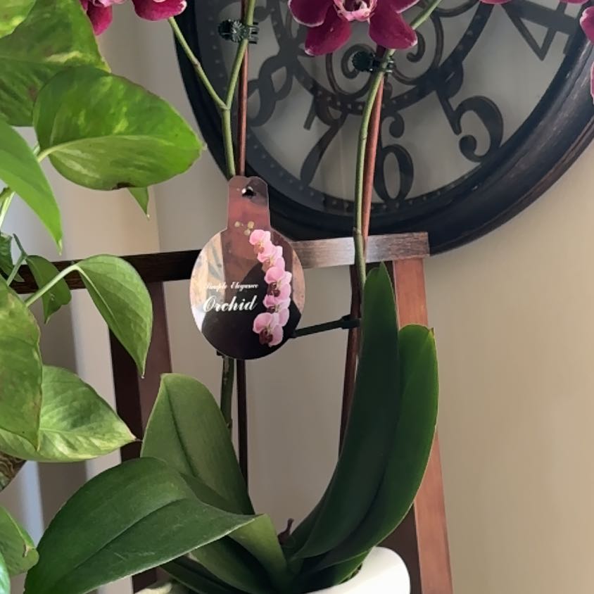 Rosa