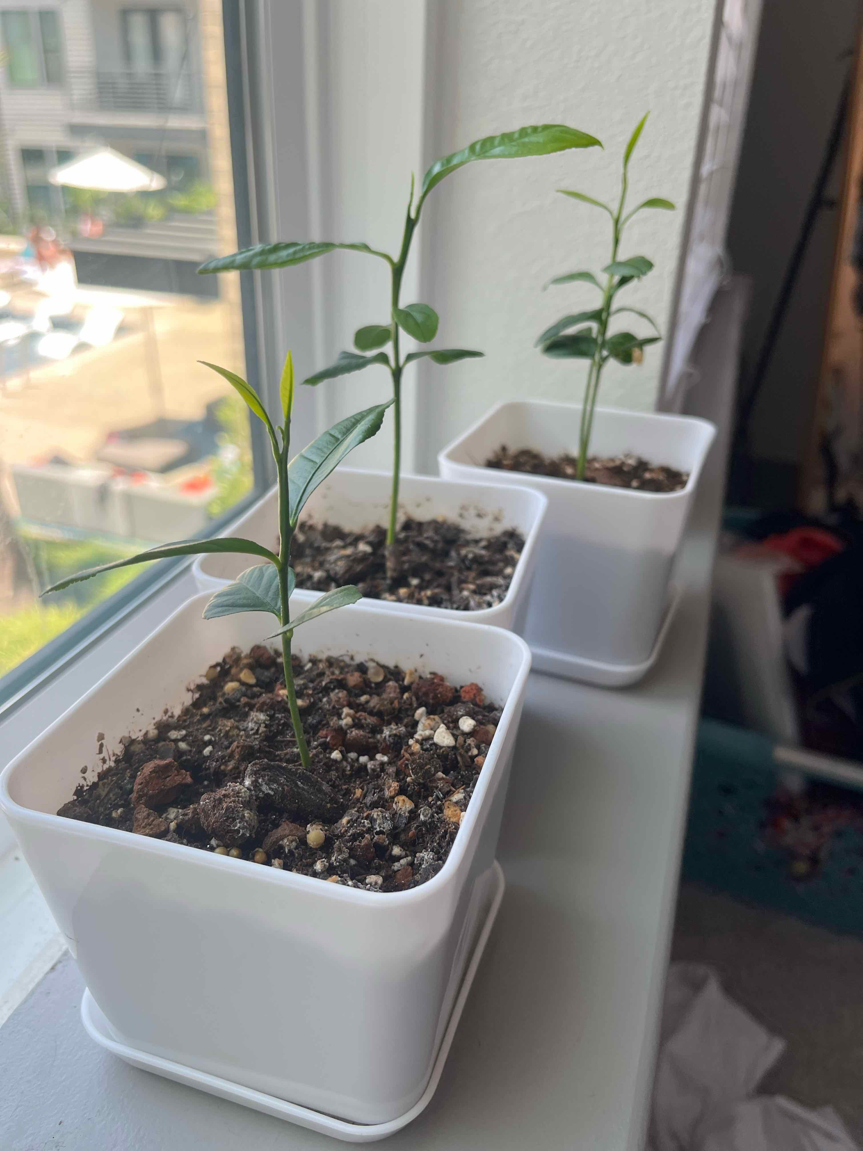 Three young lemon tree plants in white pots on a windowsill.