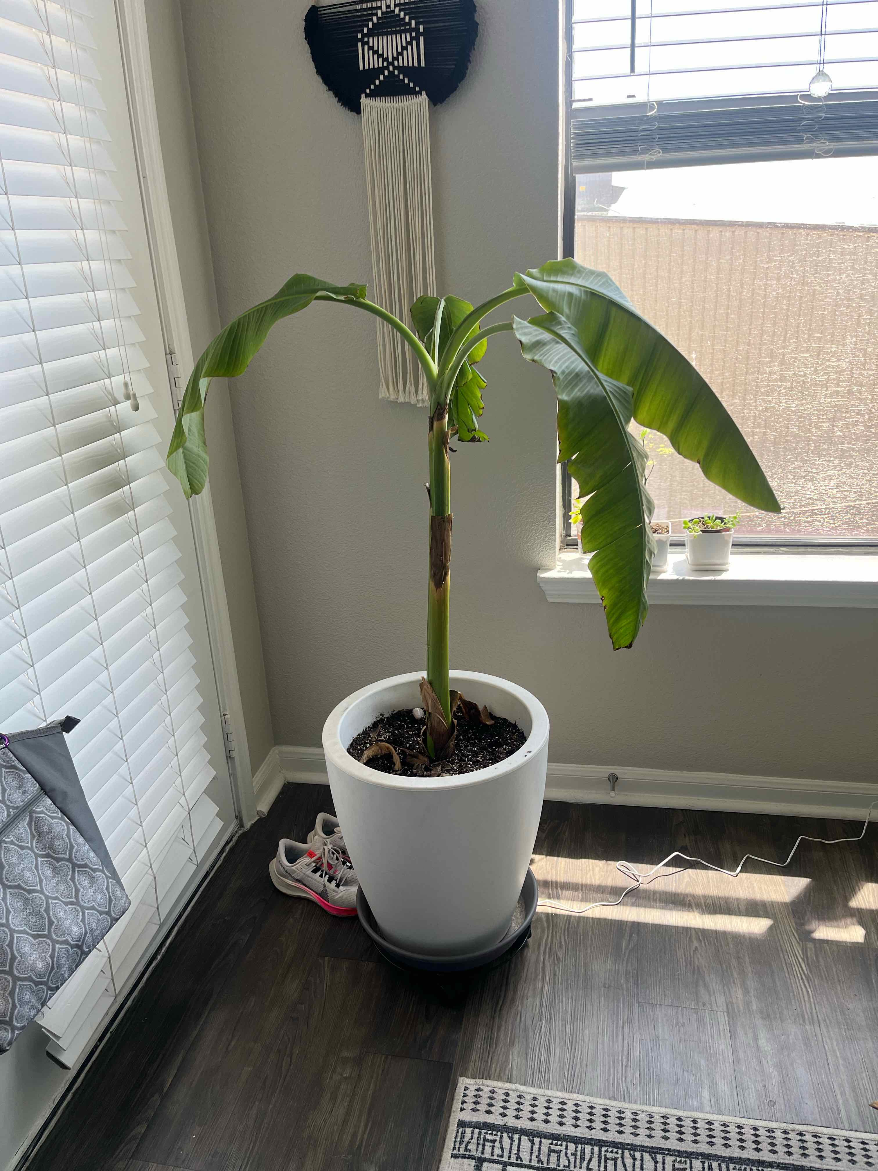 Blue Java Banana Tree