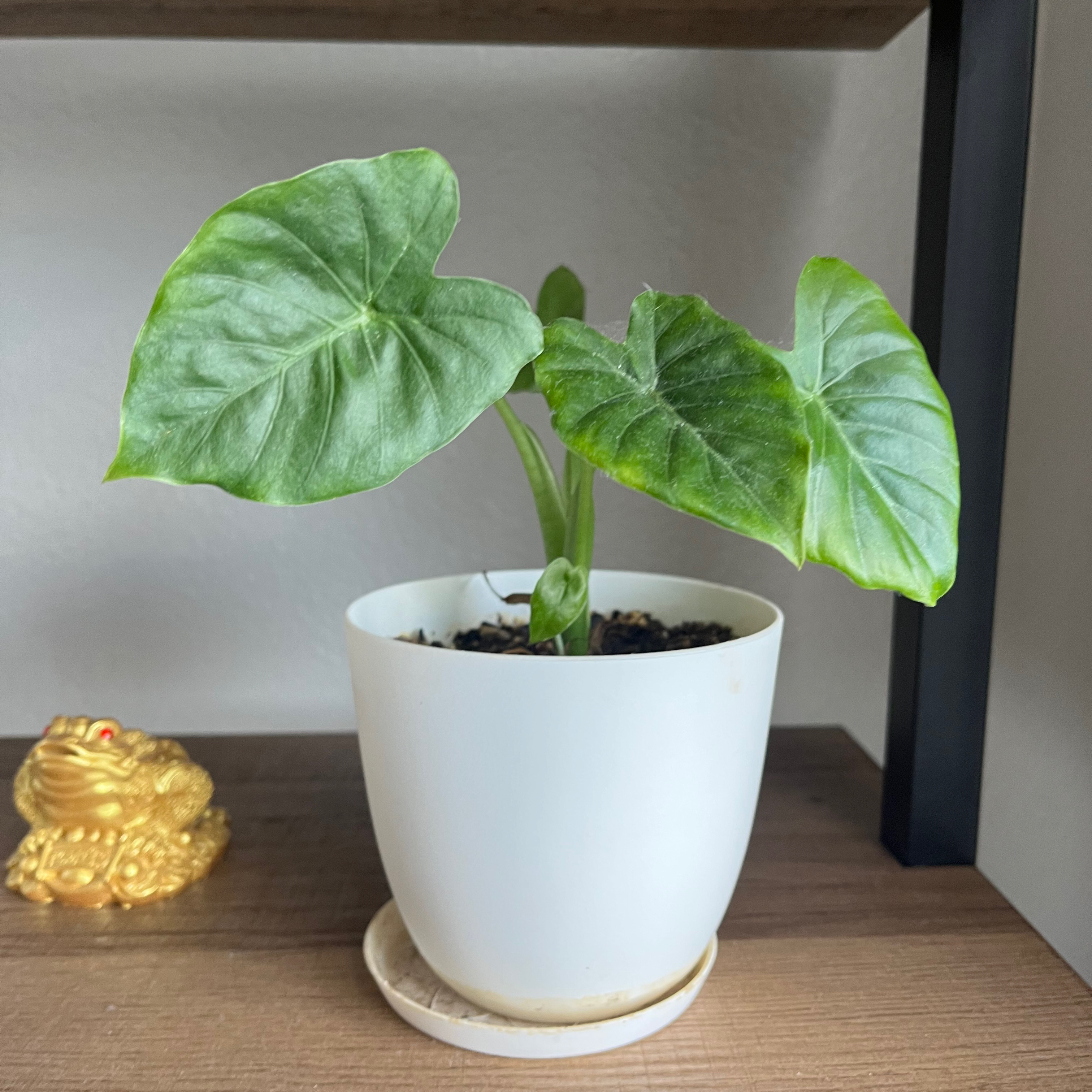 Giant Taro uploaded to the Greg plant app by @natajack