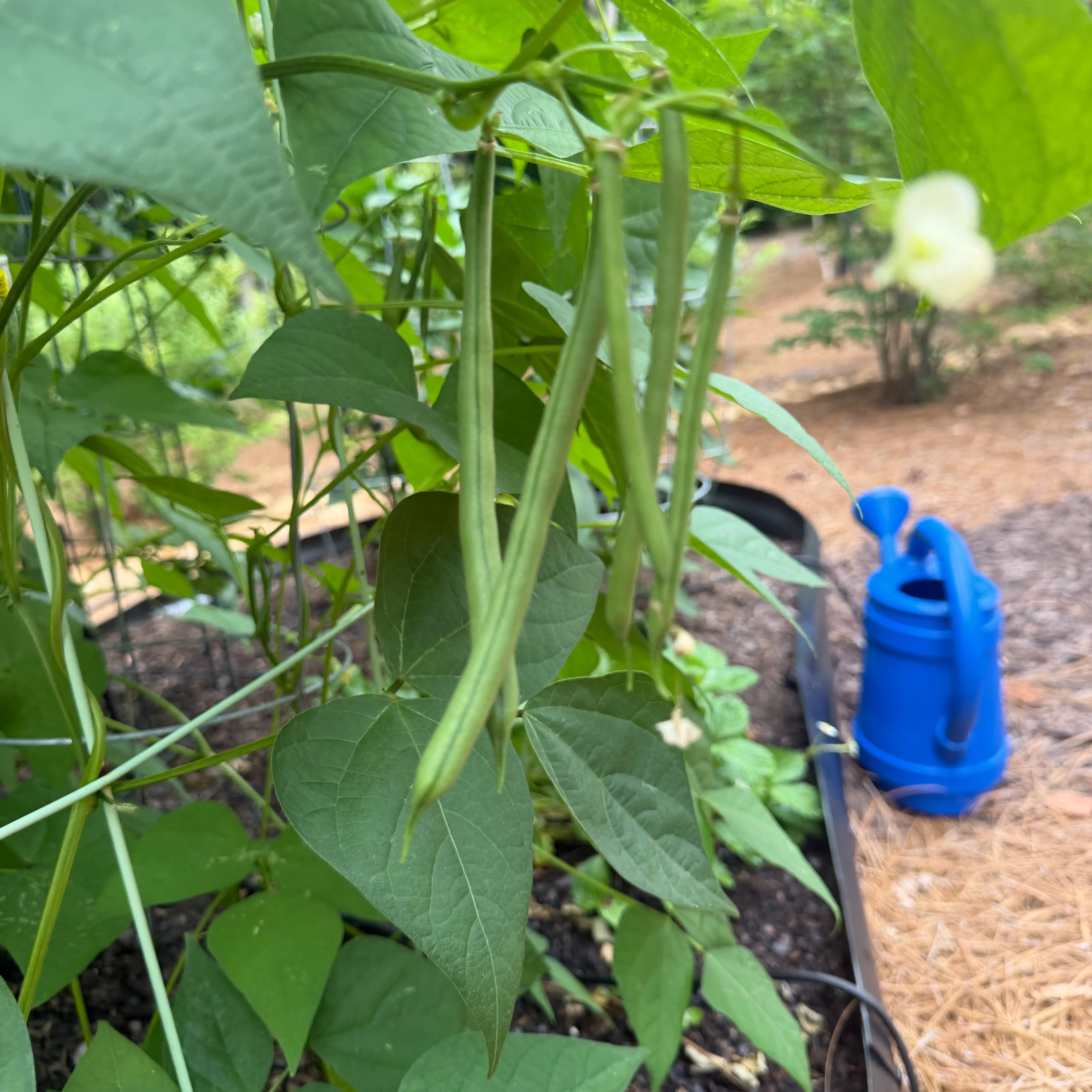 Photo of the plant species Roma Pole Beans by @natajack named Pole bean on Greg, the plant care app