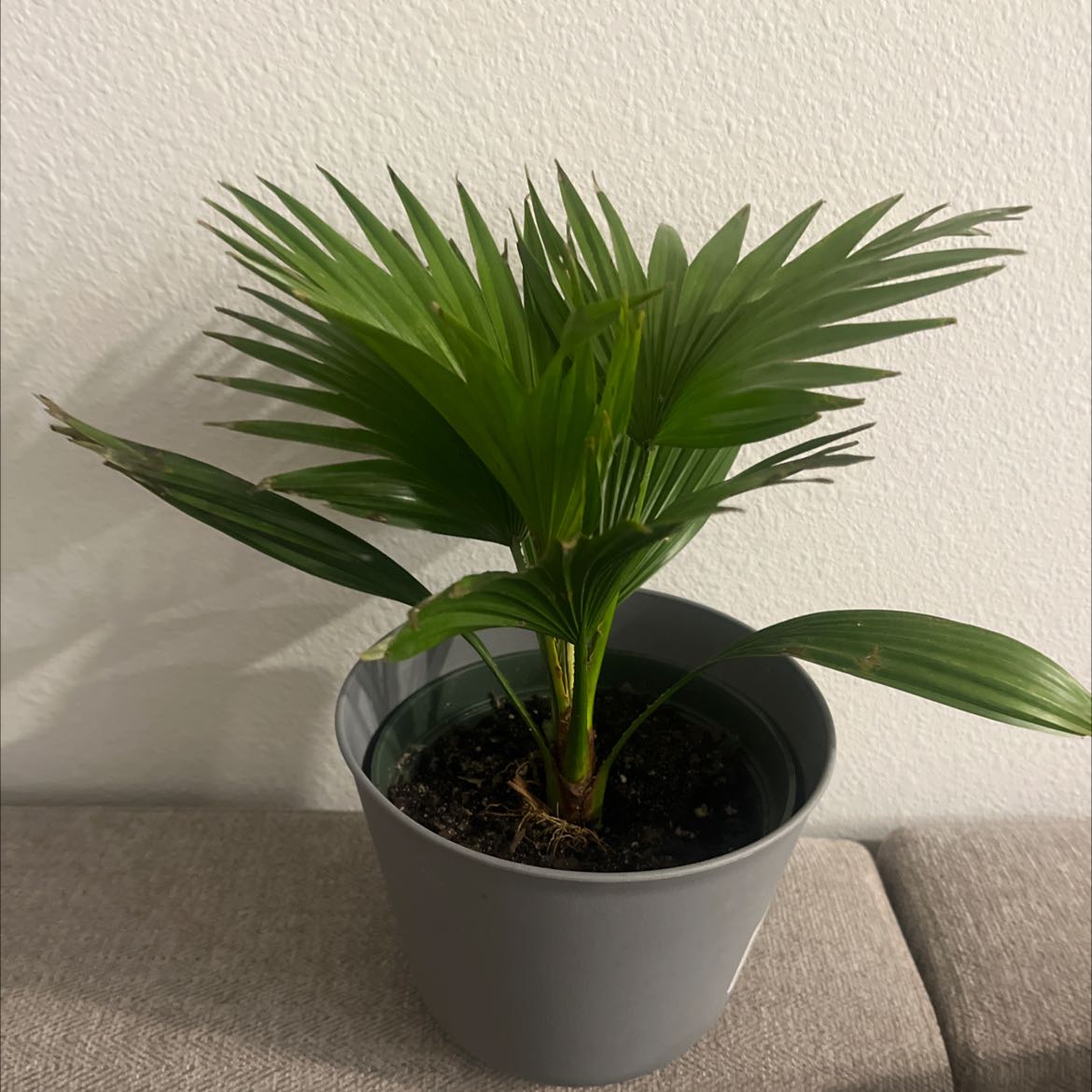Potted Chinese Fan Palm with healthy green leaves placed indoors.