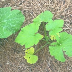 Photo of the plant species Pumpkin by @natajack named Pumpkin on Greg, the plant care app