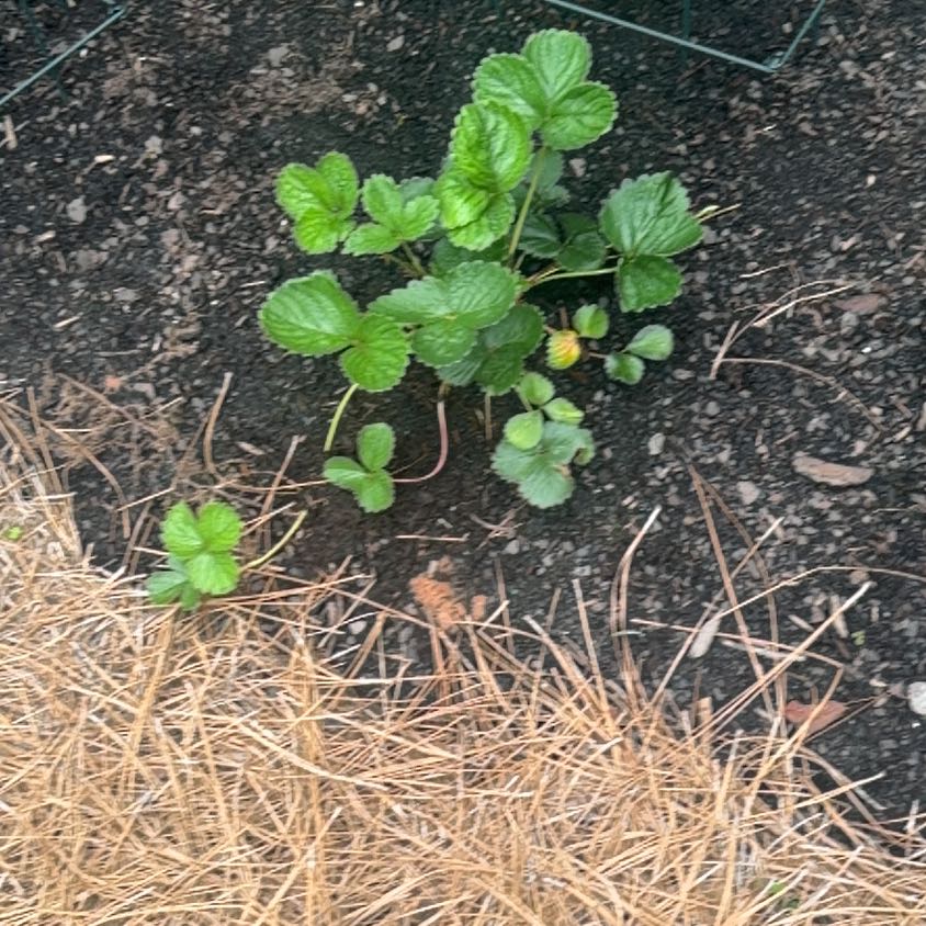 Photo of the plant species Coastal Strawberry by @natajack named Orlando Bloom on Greg, the plant care app
