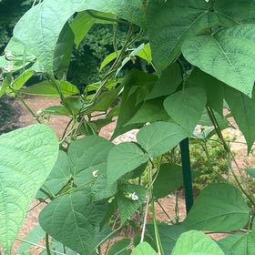Photo of the plant species Roma Pole Beans by @natajack named Pole bean on Greg, the plant care app