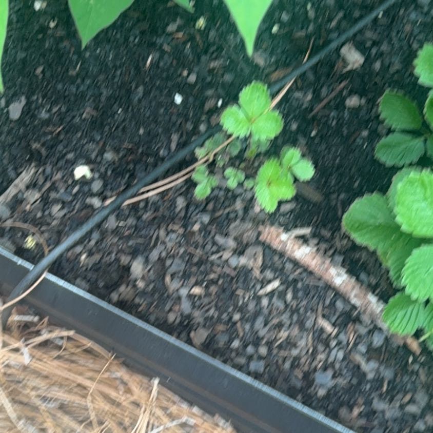 Photo of the plant species Flamingo Strawberry by @natajack named Apollo on Greg, the plant care app