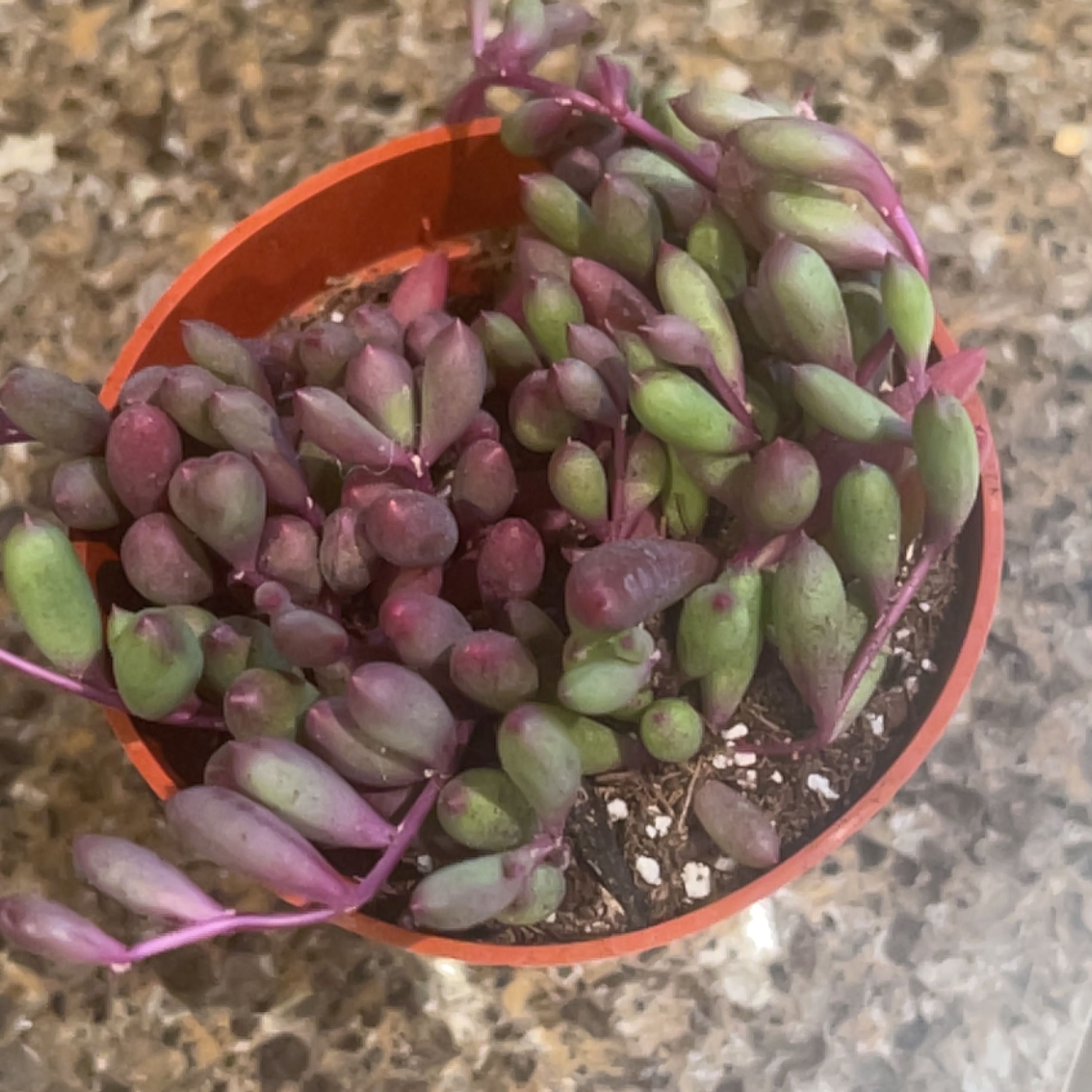 Image of a healthy ruby necklace succulent with green and purple bead-like leaves.
