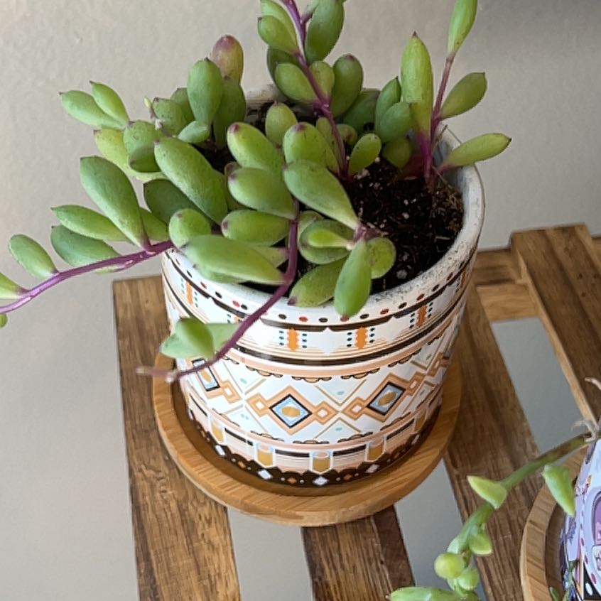 Potted ruby necklace plant with thick, elongated leaves and purple stems.