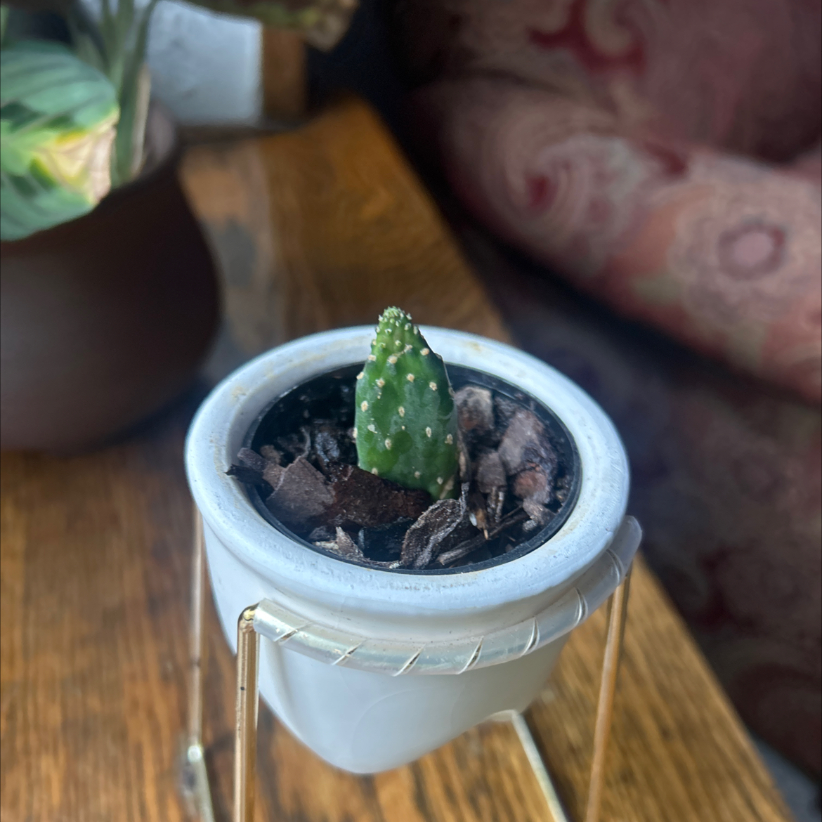 Photo of the plant species Few-Spined Marble-Seeded Prickly Pear by @Krisschinn named Quasimodo on Greg, the plant care app