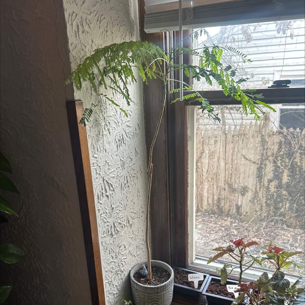 Photo of the plant species Flamboyant Tree by @Krisschinn named Montero on Greg, the plant care app