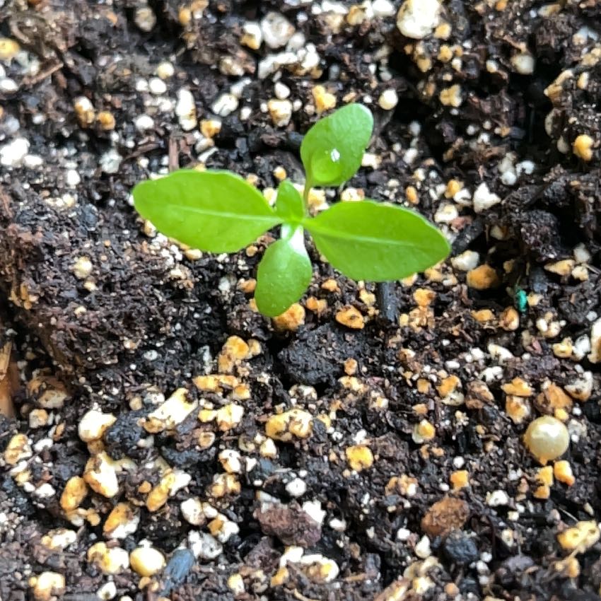 Young African Marigold plant with green leaves emerging from well-drained soil.
