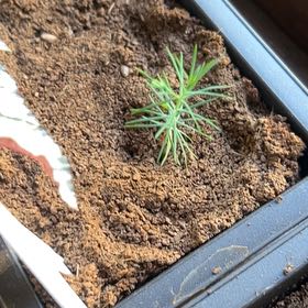 Photo of the plant species Japanese black pine by @Krisschinn named Nikaro on Greg, the plant care app