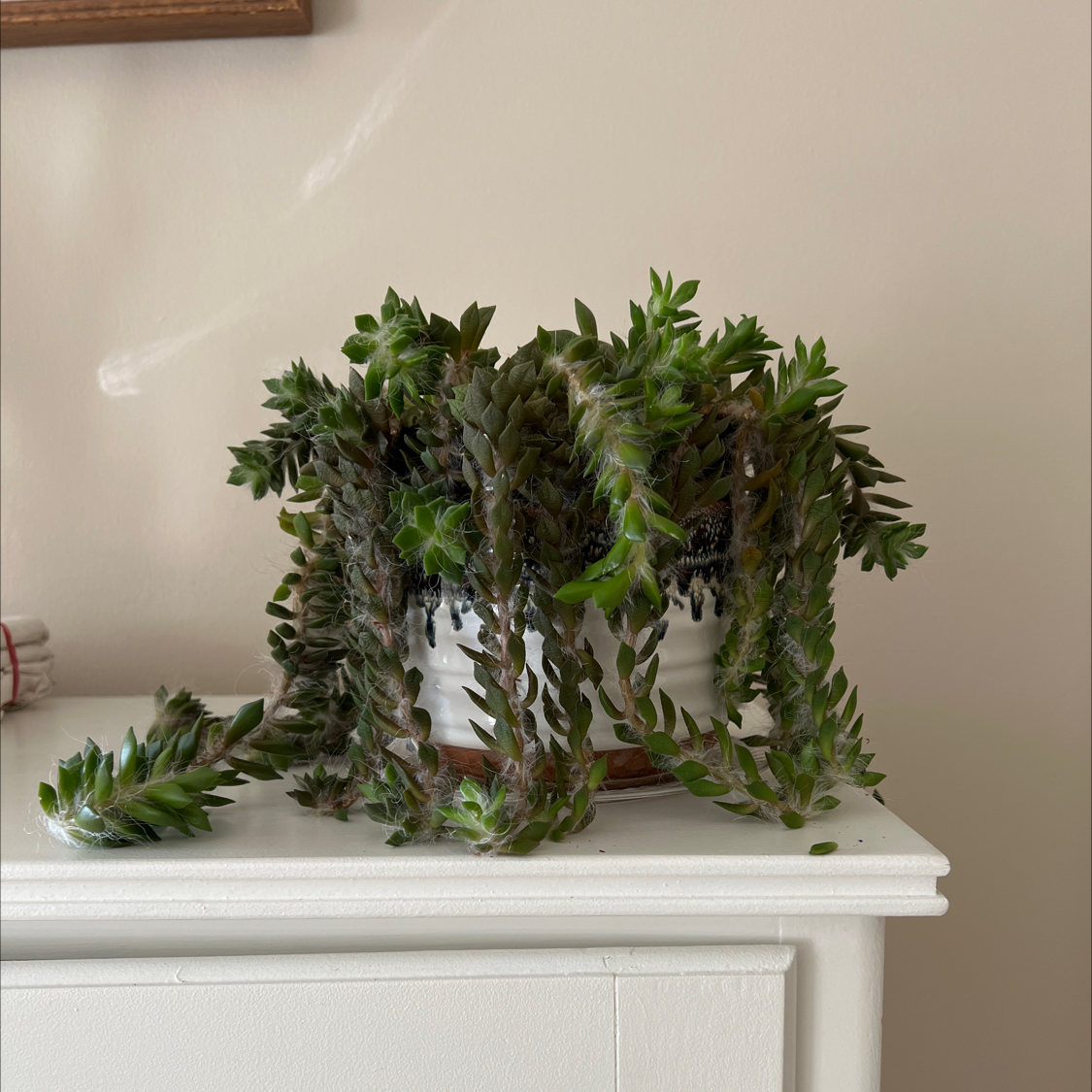 Succulent