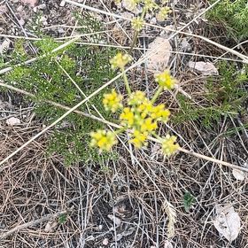 Photo of the plant species Common Fennel by @PerkyPersia named Dax on Greg, the plant care app