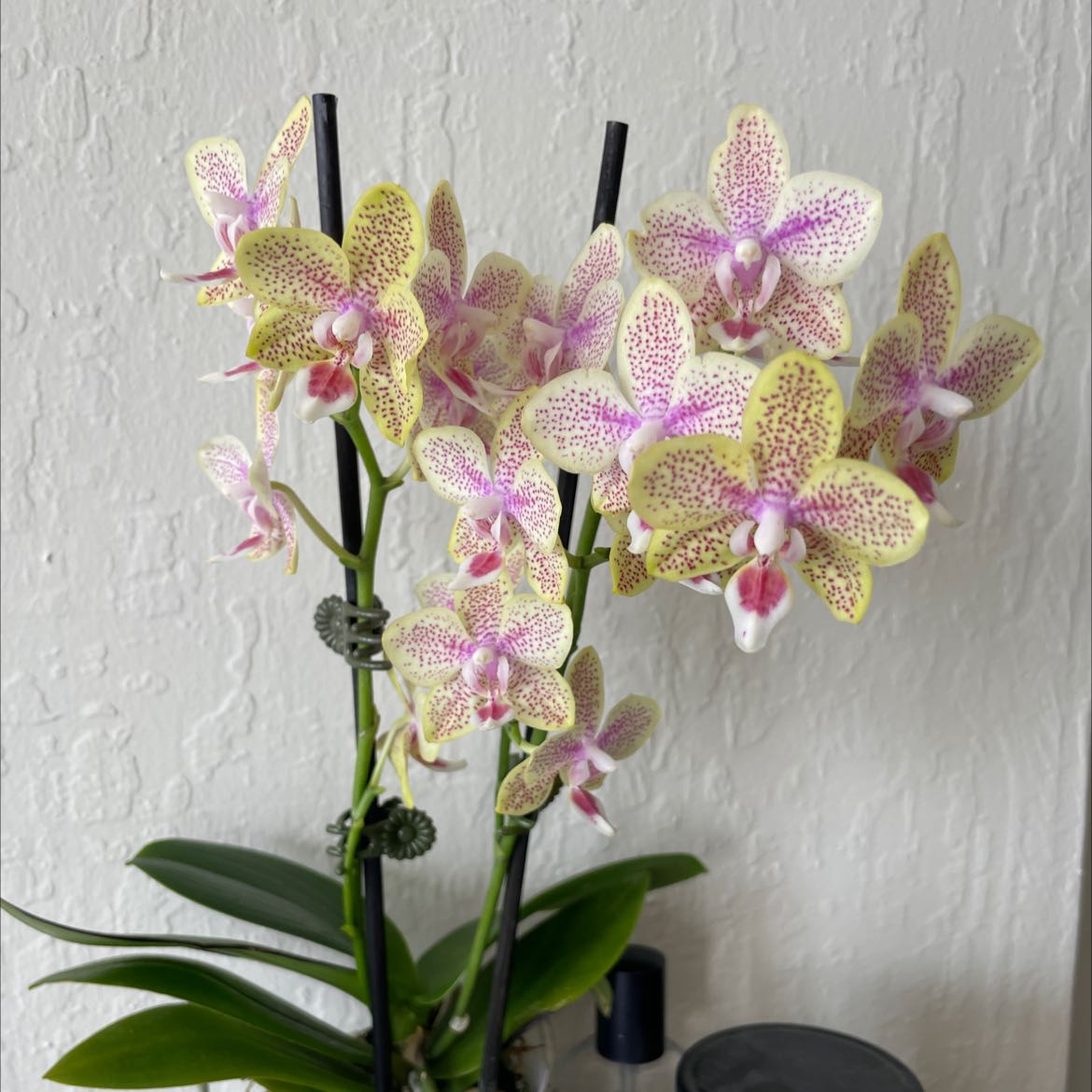 Aphrodite's Phalaenopsis orchid with multiple white, pink, and yellow speckled flowers.