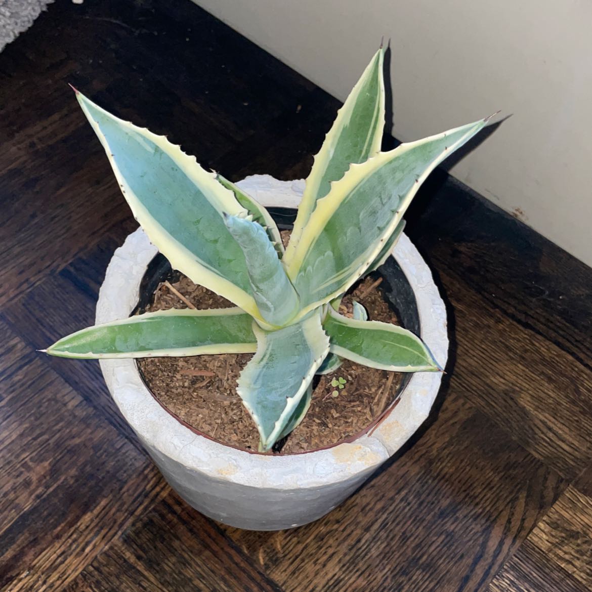 A century plant in a white ceramic pot, showing slight leaf yellowing but overall healthy appearance, on a wooden surface.