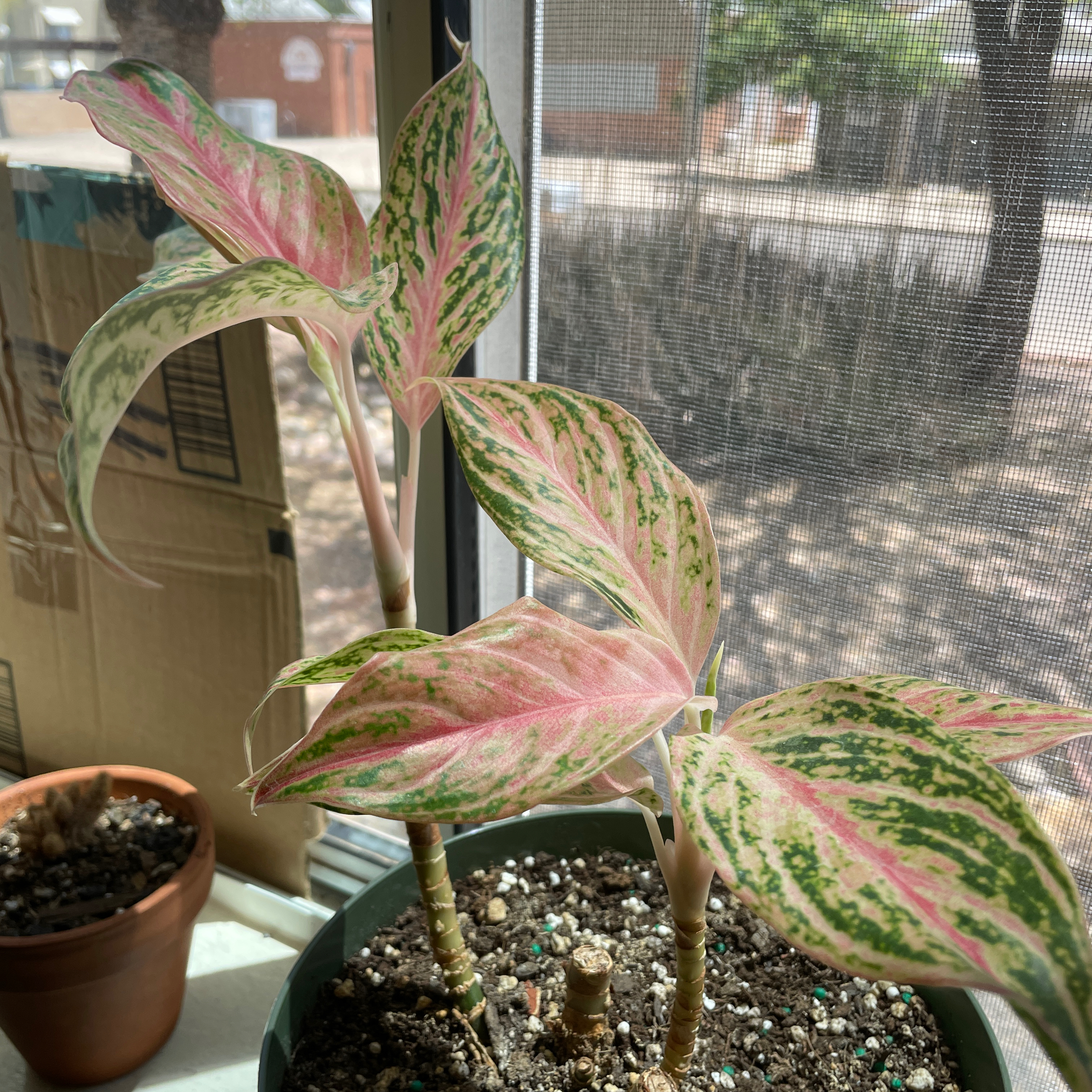 Aglaonema 'Sparkling Sarah' plant with variegated pink and green leaves near a window.