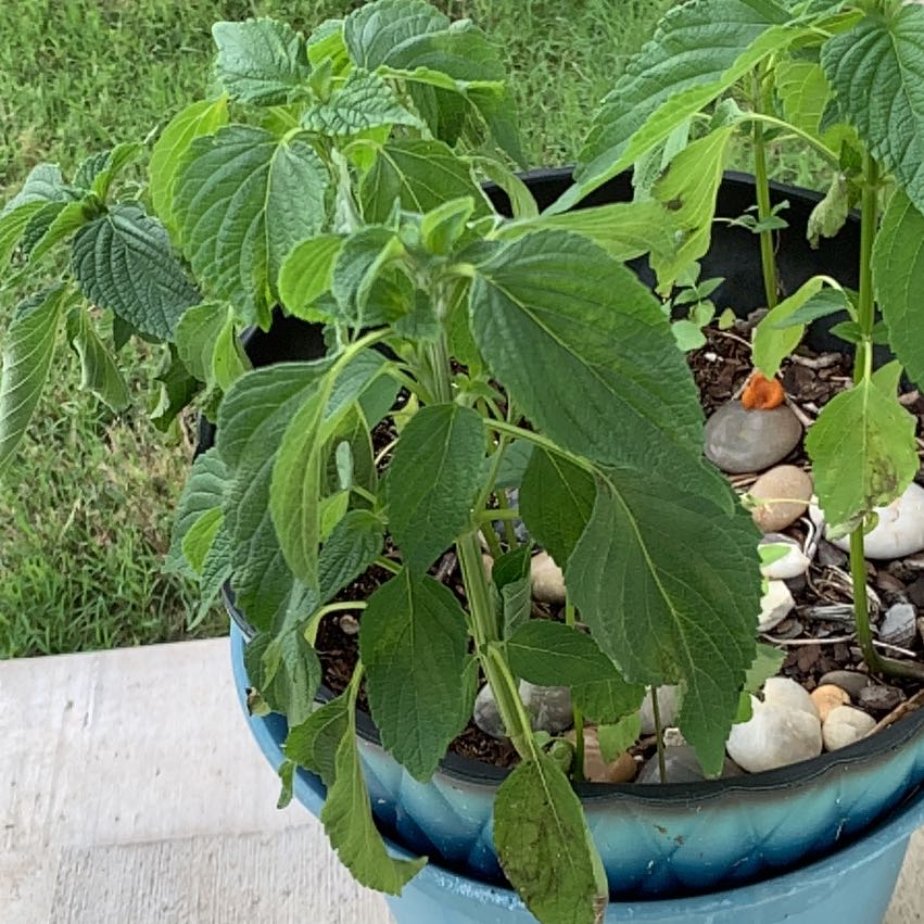 Photo of the plant species Chia by @ElegantSilktree named Sahara on Greg, the plant care app