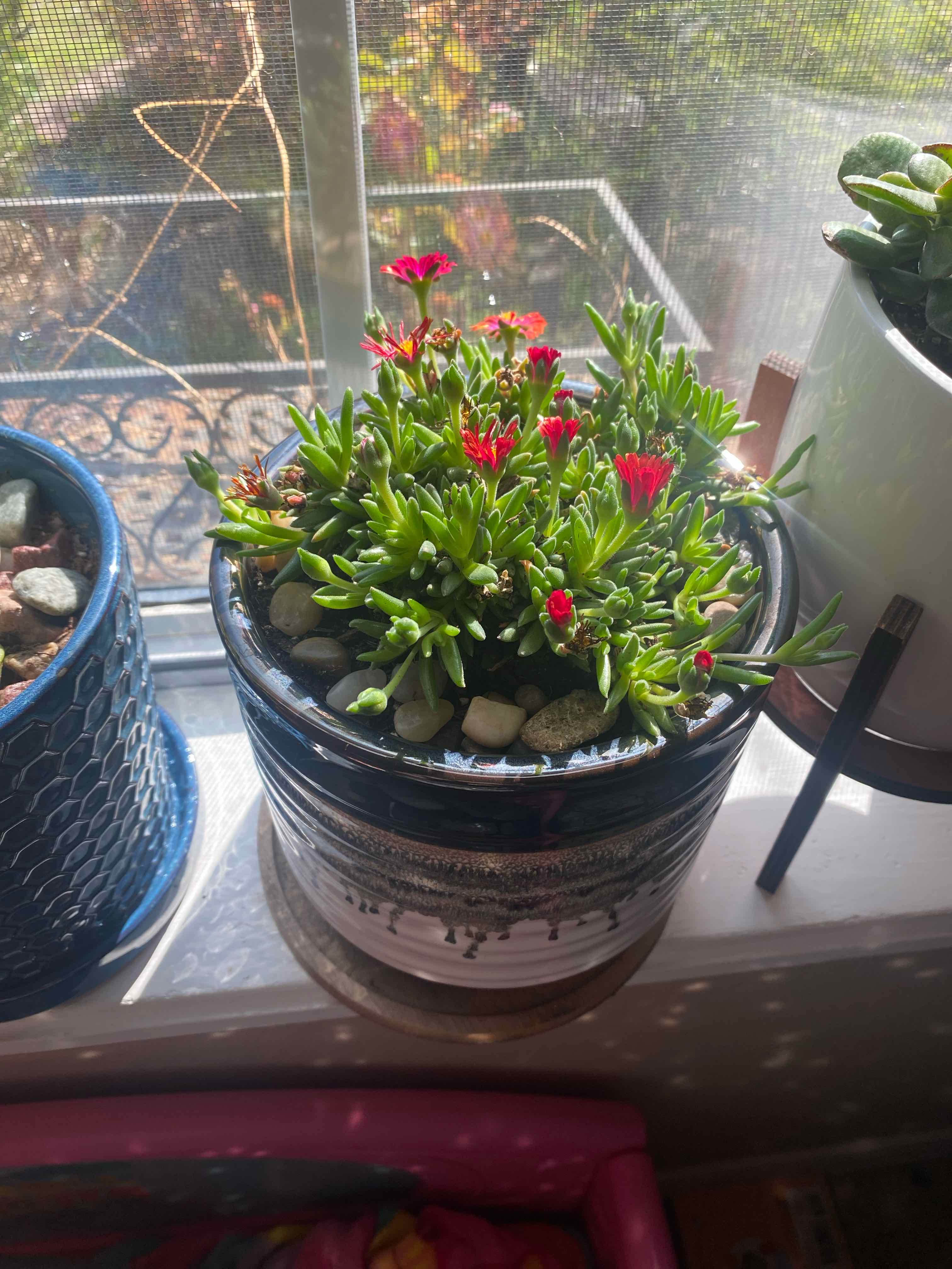 Purple Ice Plant in a pot on a windowsill with vibrant green leaves and red flowers.