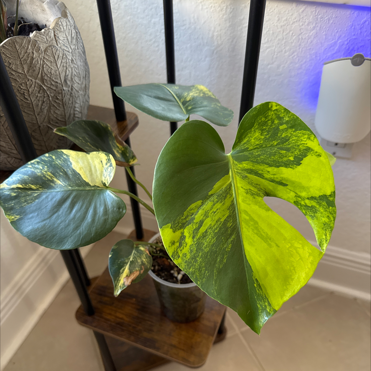 Photo of the plant species Monstera 'Yellow Marilyn' by @BuddingBroom named Randall on Greg, the plant care app
