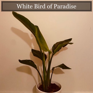 White Bird of Paradise plant in Richmond, Virginia