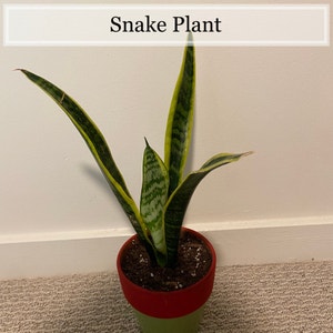 Snake Plant plant photo by Abcd named Snake Plant on Greg, the plant care app.