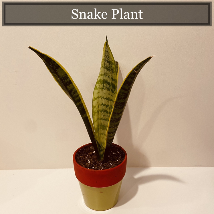 Snake Plant plant photo by @peter1 named Robert on Greg, the plant care app.