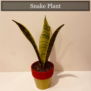 Snake Plant plant photo by @ABCD named Robert on Greg, the plant care app.