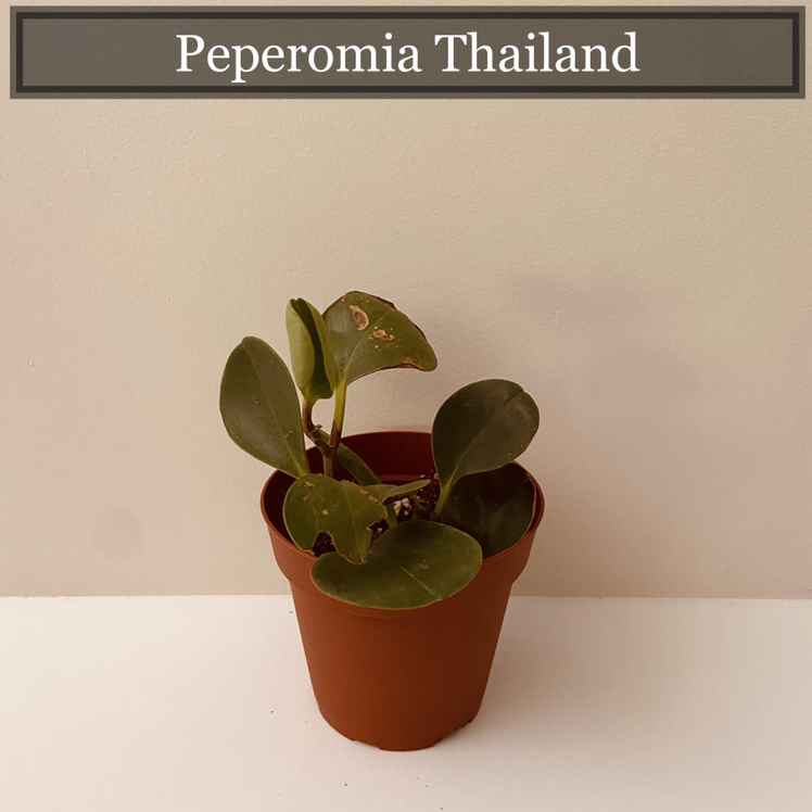 Peperomia Thailand plant photo by @peter1 named Gavin on Greg, the plant care app.