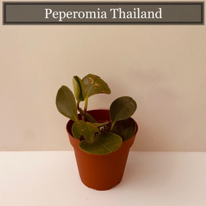 Peperomia Thailand plant photo by @ABCD named Gavin on Greg, the plant care app.