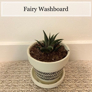 Fairy Washboard plant photo by @ABCD named Fairy Washboard on Greg, the plant care app.