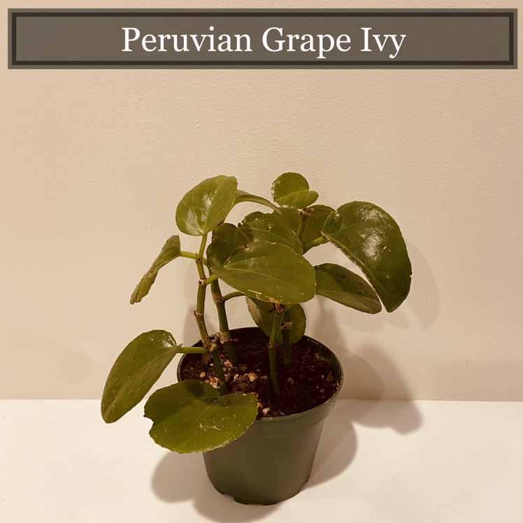 Peruvian Grape Ivy plant photo by @peter1 named Moe on Greg, the plant care app.