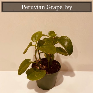 Peruvian Grape Ivy plant in Richmond, Virginia