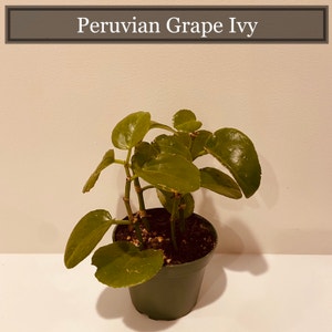 Peruvian Grape Ivy plant photo by Abcd named Moe on Greg, the plant care app.
