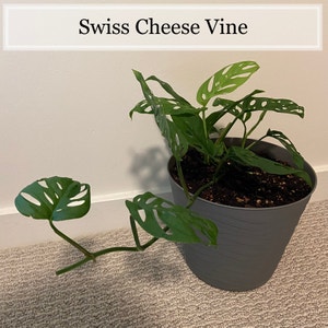 Swiss Cheese Vine plant photo by Abcd named Swiss Cheese Vine on Greg, the plant care app.