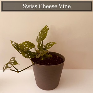 Swiss Cheese Vine plant photo by @ABCD named Arch Nemeswiss on Greg, the plant care app.