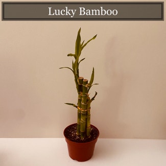 Lucky Bamboo plant in Richmond, Virginia