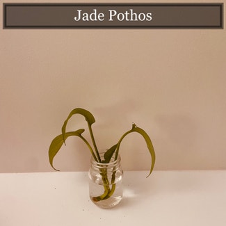 Jade Pothos plant in Richmond, Virginia