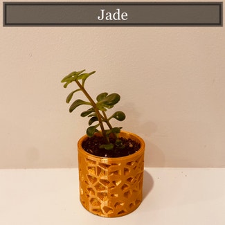 Jade plant in Richmond, Virginia