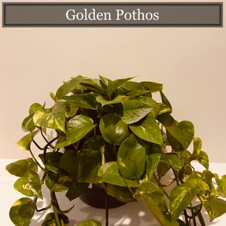 Golden Pothos plant in Richmond, Virginia