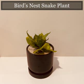 Bird's Nest Snake Plant plant in Richmond, Virginia